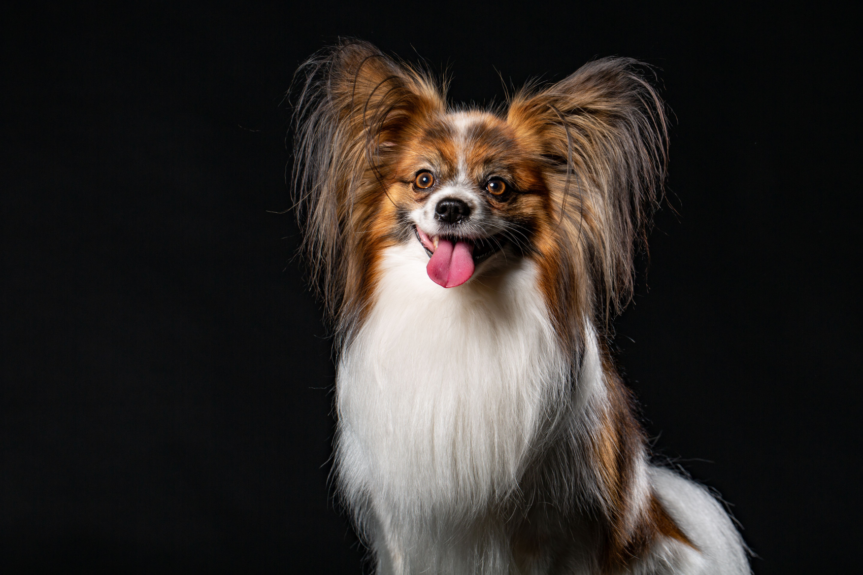 papillon zmn.png